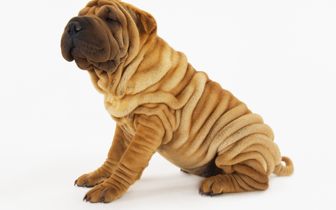 Neues aus der Tierschutz-Hundeverordnung