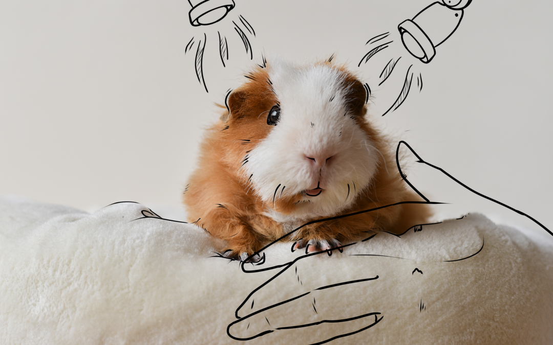 Röntgen des Meeschweinchens