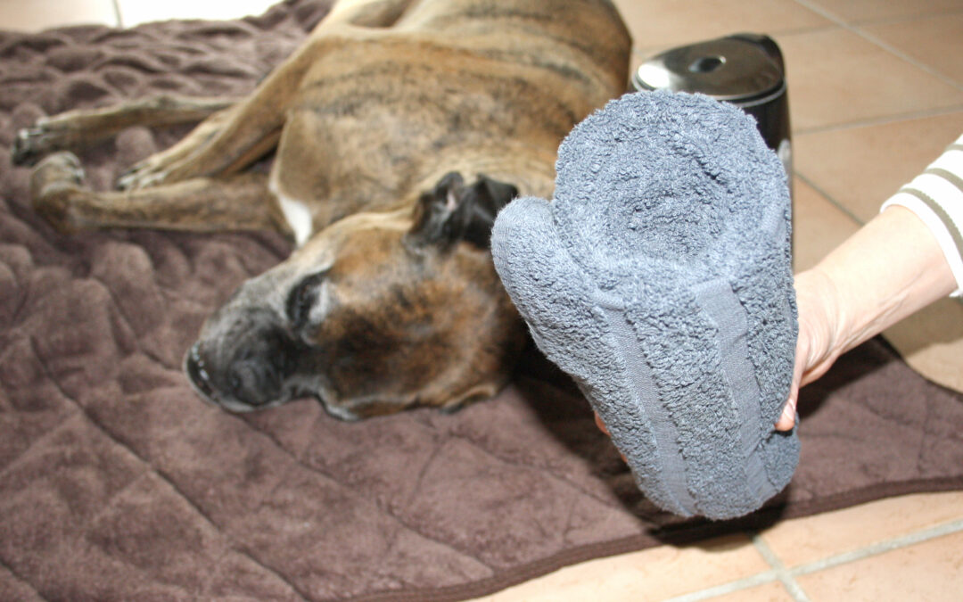 Heiße Rolle beim Hund