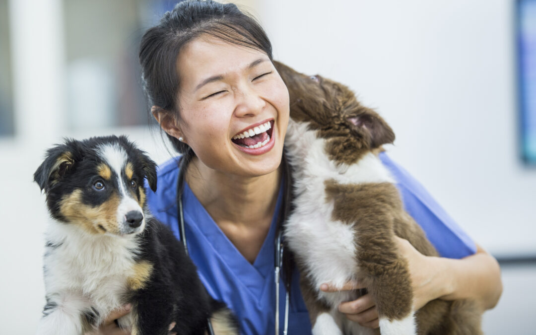 Stressfaktoren in der tierärztlichen Praxis und Klinik