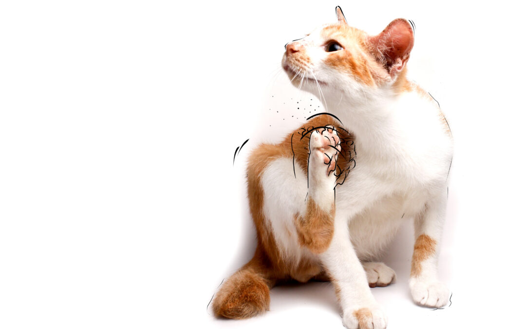 Futtermittelallergie bei Hunden und Katzen