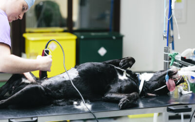 Pulskontrolle an der Arteria femoralis bei Hund und Katze